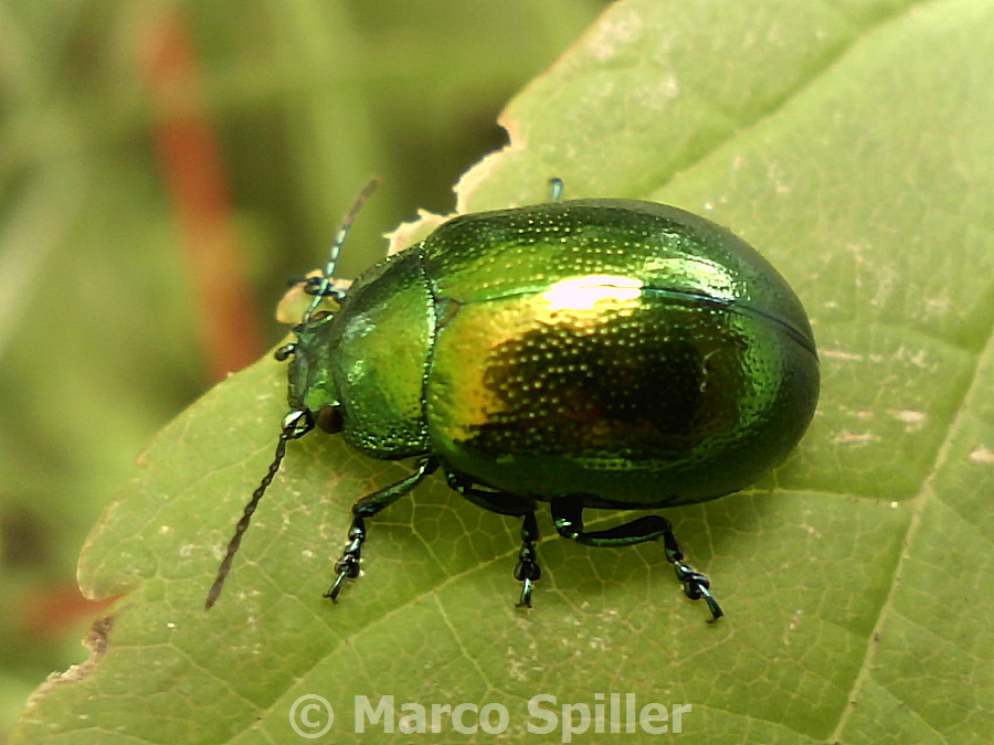 Chrysolina herbacea ?